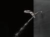 HydroRain&reg; 5-Setting Two-in-One Shower Head