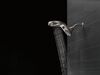 HydroRain&reg; 5-Setting Two-in-One Shower Head